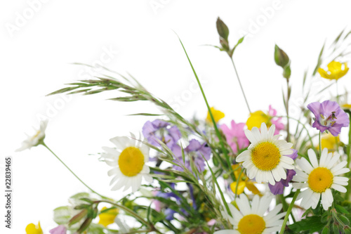 Fototapeta Naklejka Na Ścianę i Meble -  fiori di campo