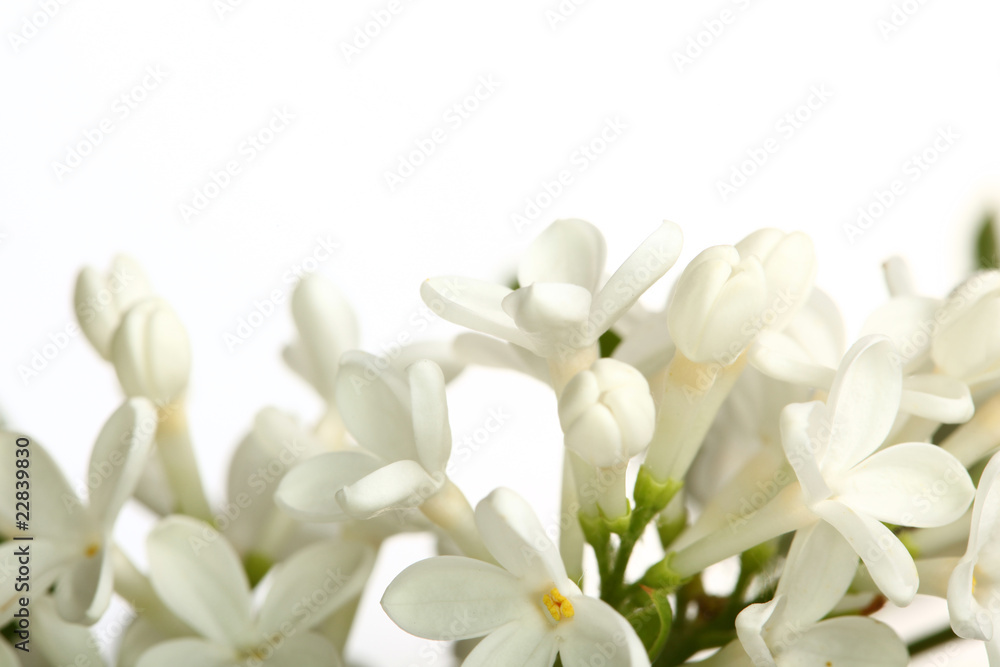 Fototapeta premium white flowers of lilac