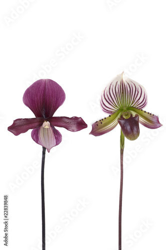Isolated Purple and Green Paphiopedilum