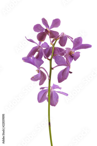 Isolated branch pink orchid