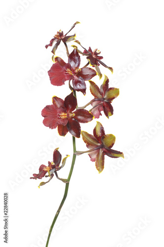 Branch of violet orchids catteya 