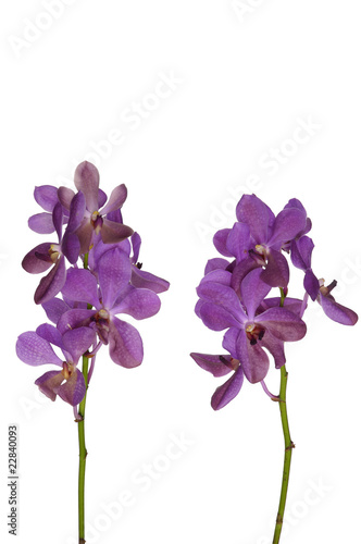 Branch of violet orchids