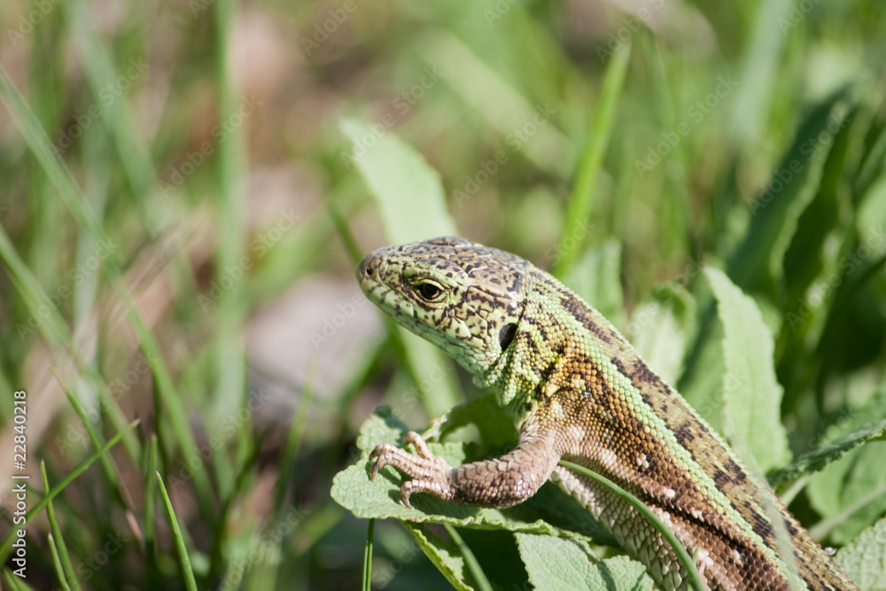 green lizard green lizard