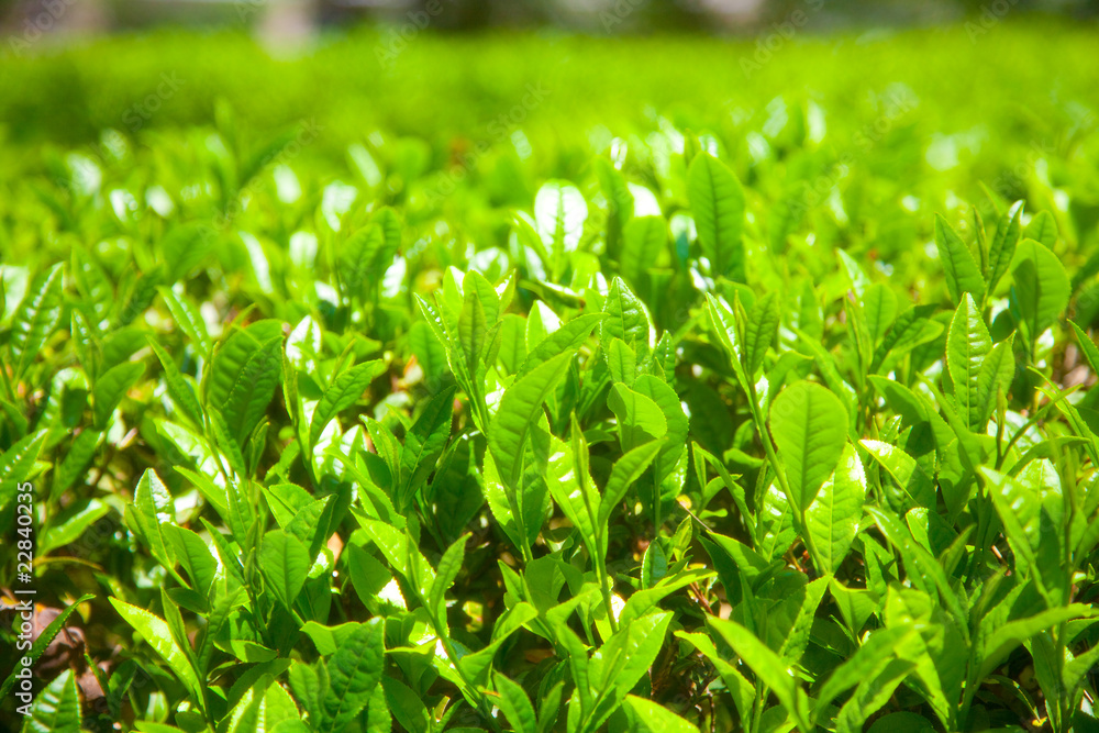 茶葉