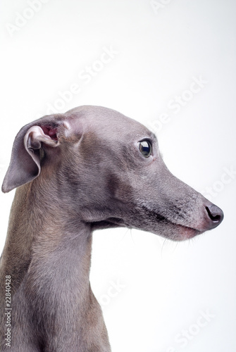 Photo gray Italian greyhound