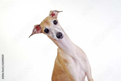 Fototapete yellow Italian greyhound