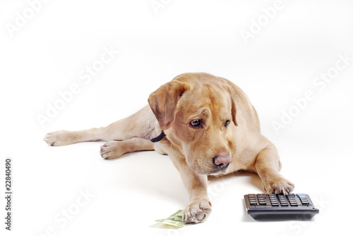 Dog count  on  calculator