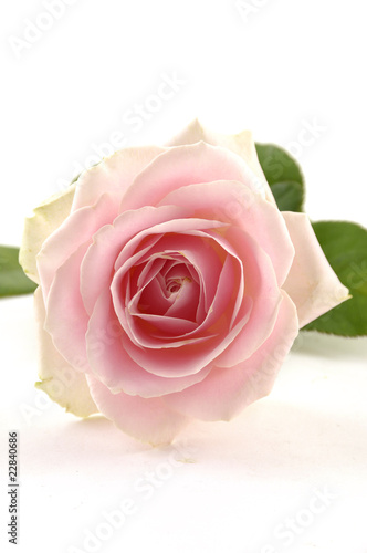 Pink rose macro