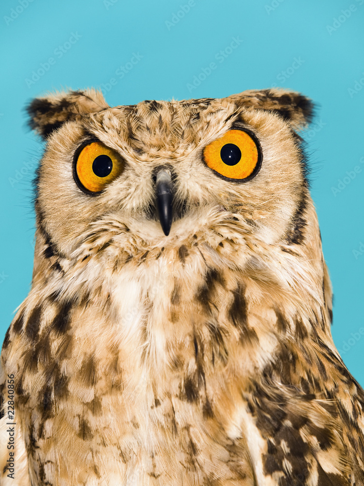 Naklejka premium The Owl