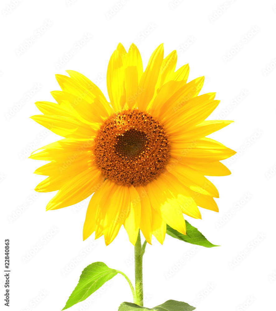 Sunflower Sunflower