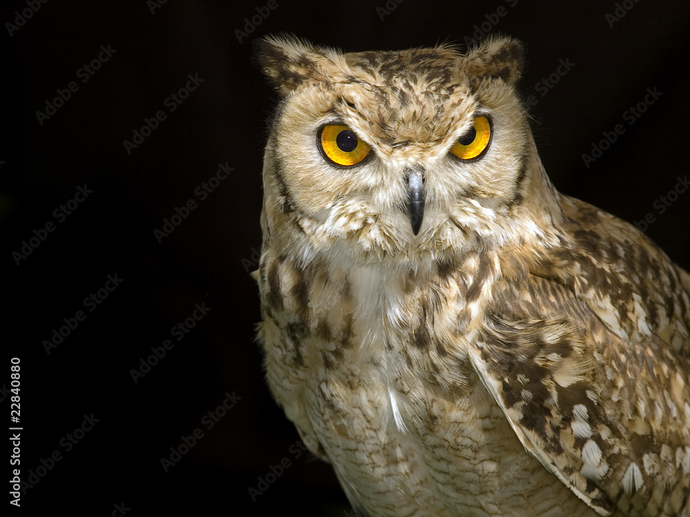 Owl Owl