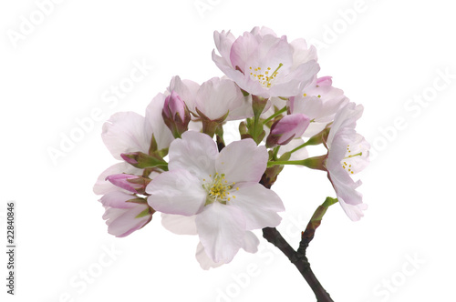 Spring pink flower on white