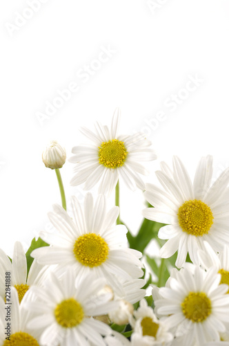 bouquet  of white daisies