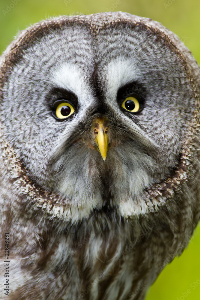 Great Grey Owl
