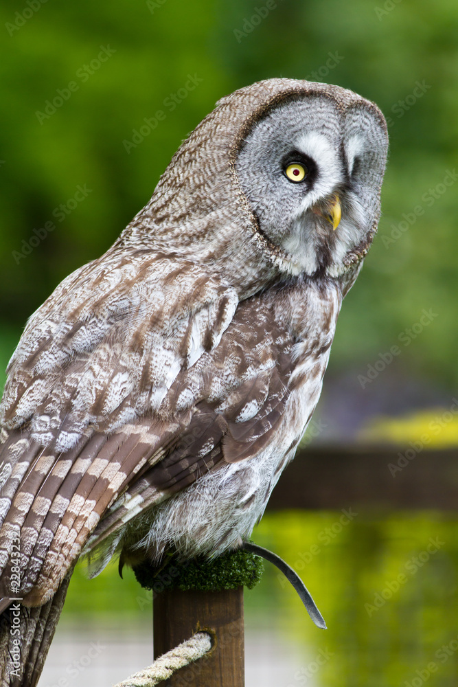 Fototapeta premium Great Grey Owl