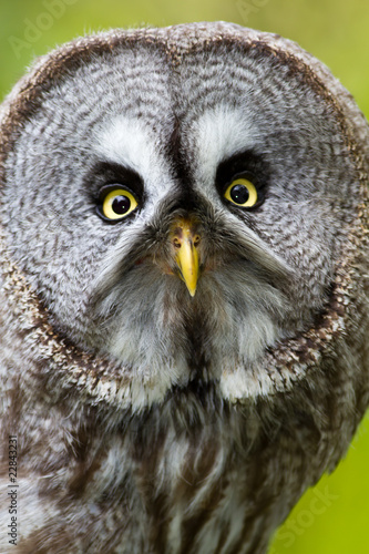 Great Grey Owl