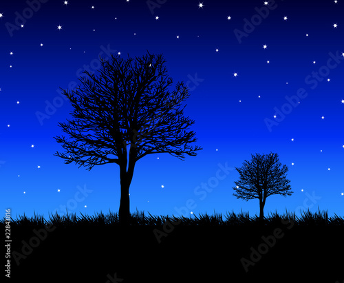 TREES_BLUE_NIGHT