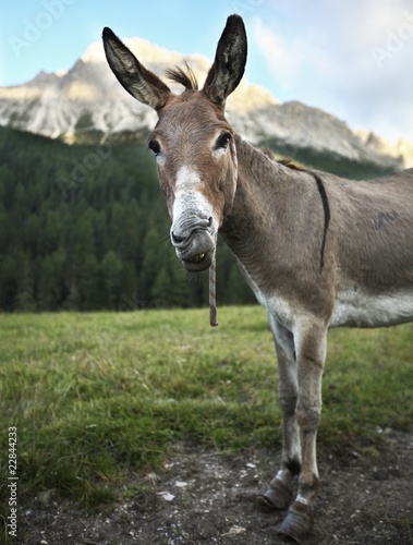cute & funny donkey  standing outdoors on a farmland and staring
