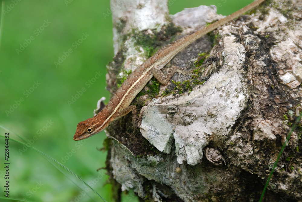 Anolis auratus - (Polychrotidae sauria) Anolis auratus - (Polychrotidae sauria)