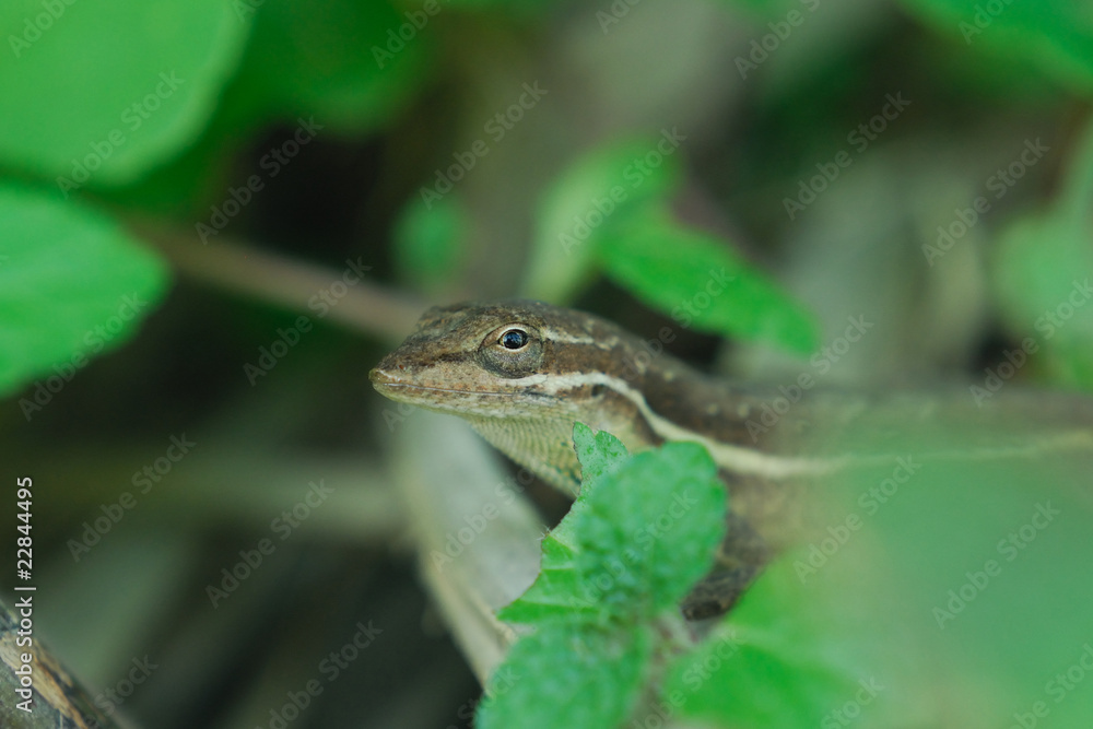 Fototapeta premium Anolis auratus - (Polychrotidae sauria)