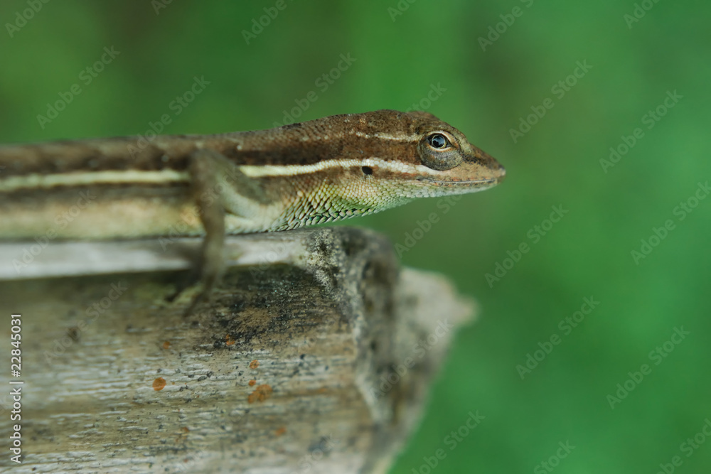 Anolis auratus - (Polychrotidae sauria) Anolis auratus - (Polychrotidae sauria)