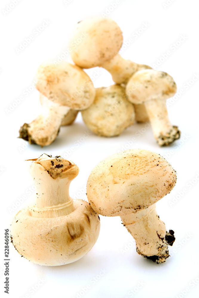 Mushroom Mushroom