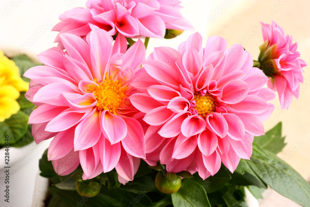 Fototapeta premium Two dahlias