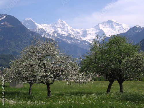 blossoming trees in front of snow capped mountains