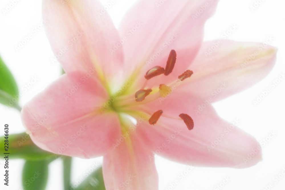 Pink Lily in Soft Focus