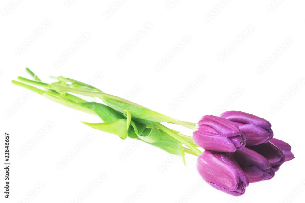 Fototapeta premium violet tulips