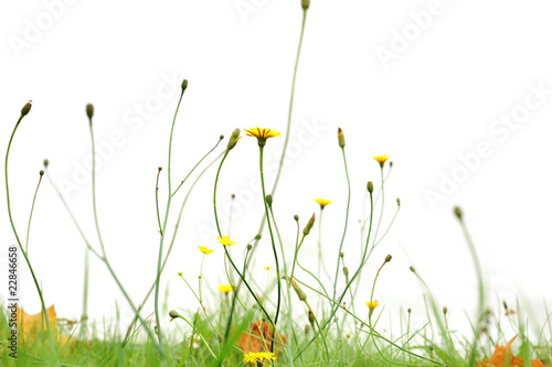 Fototapeta Naklejka Na Ścianę i Meble -  yellow flowers in park
