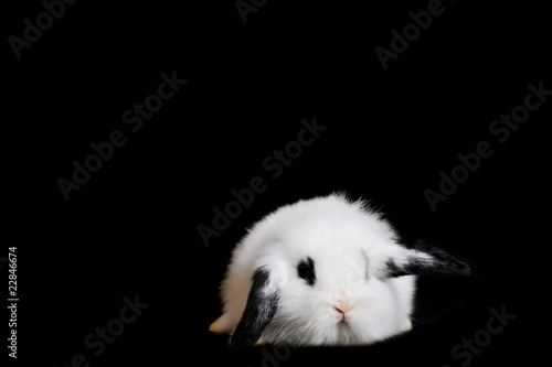 .Small beautiful rabbit on black