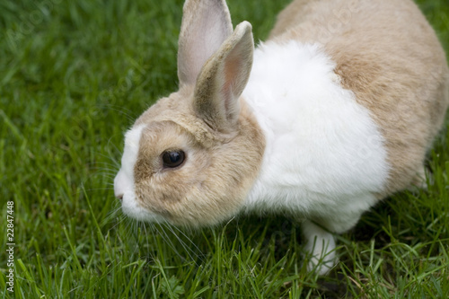 Rabbit photo