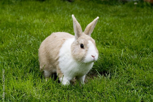 Rabbit photo