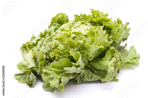 Green Battavia Lettuce