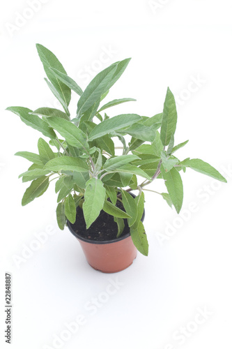 Sage Potted Plant