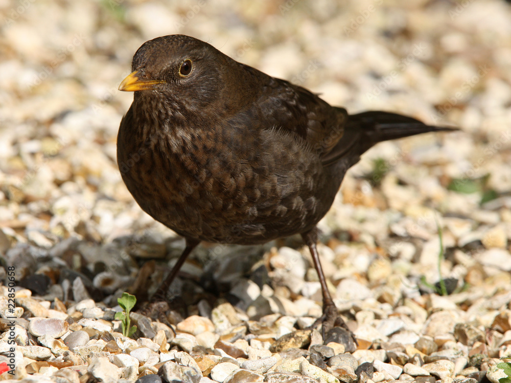 Obraz premium Portrait of a female Blackbird