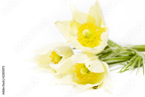 подснежники - первые цветы - на белом фоне