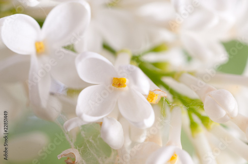 lilac flowers