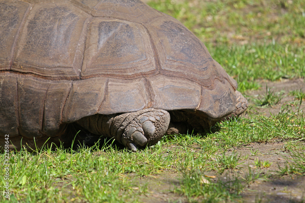 Obraz premium Fuß einer Riesenschildkröte