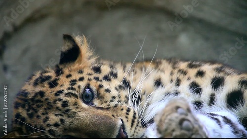 leopard photo