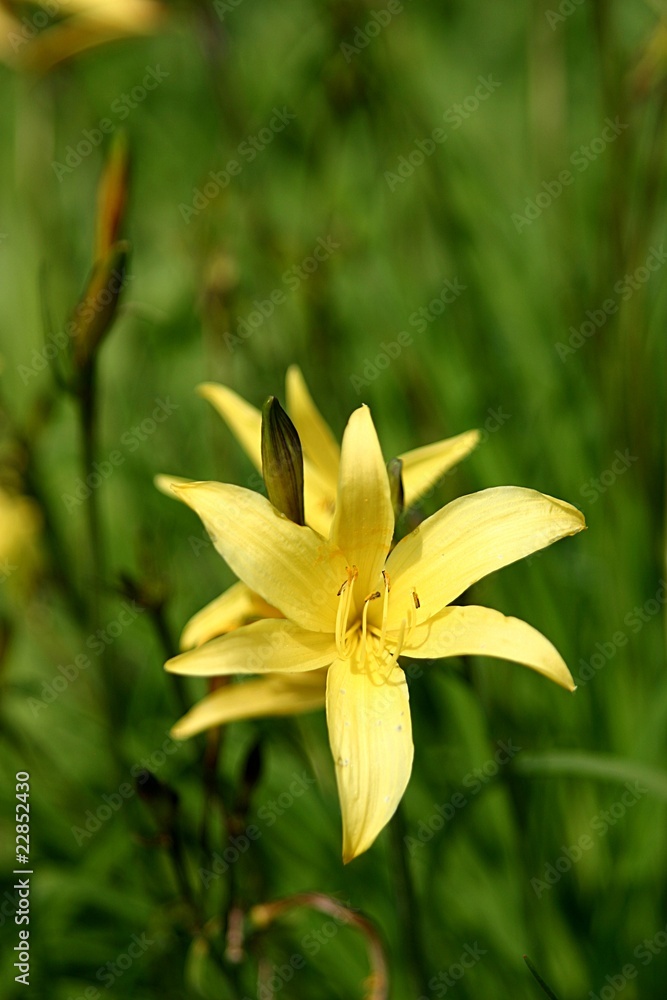 Fototapeta premium gelbe Taglilienblüte (hemerocallis)