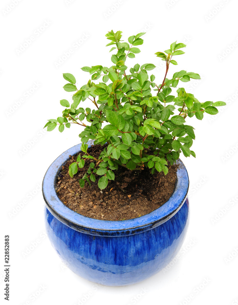 Fototapeta premium patio plant