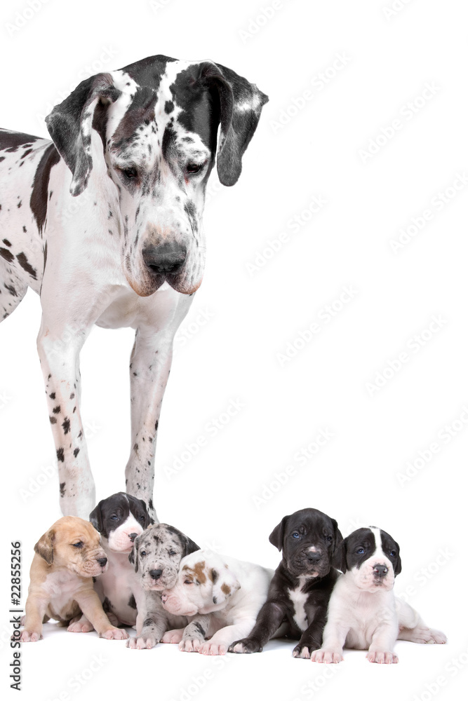 great dane dog looking at  the cute puppies - obrazy, fototapety, plakaty 