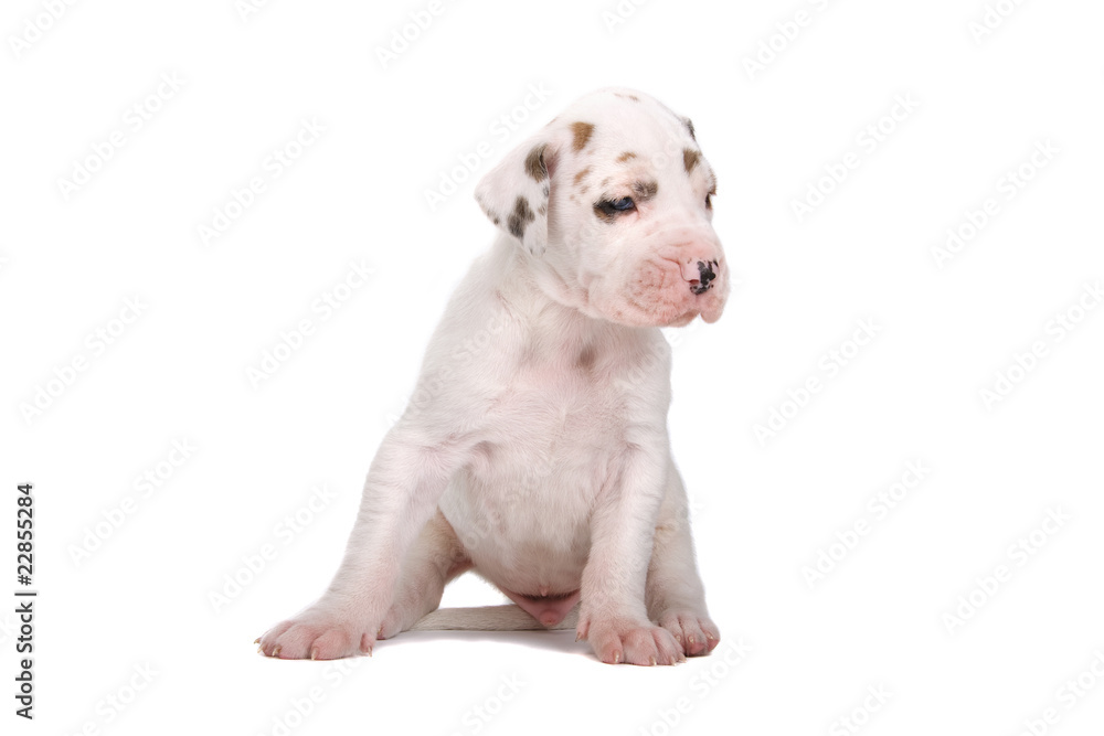 great dane puppy looking at one side great dane puppy looking at one side