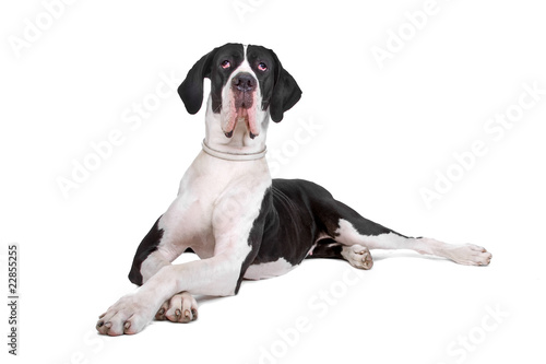 front view of a great dane dog lying on the floor