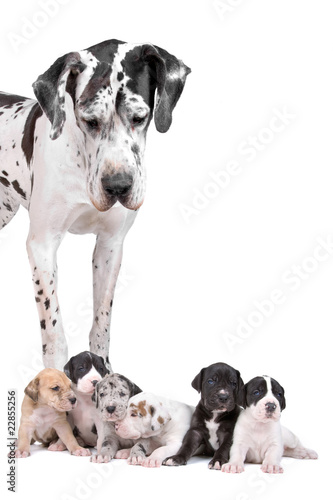 great dane dog looking at the cute puppies