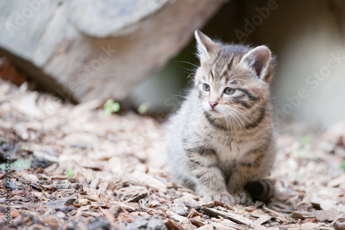 Canvas Print cute wildcat baby