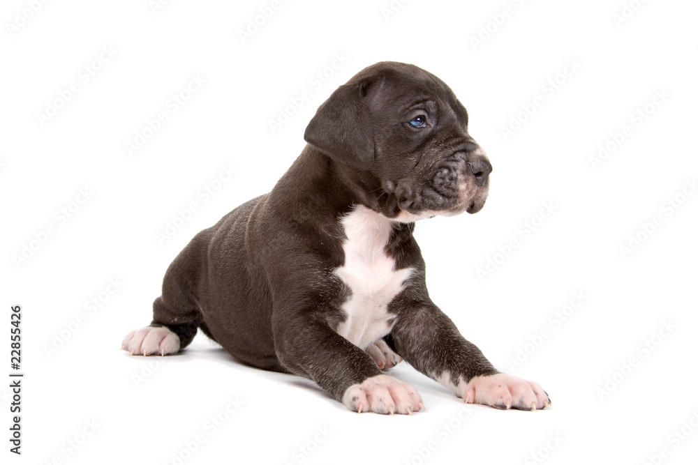 great dane puppy isolated on a white background great dane puppy isolated on a white background