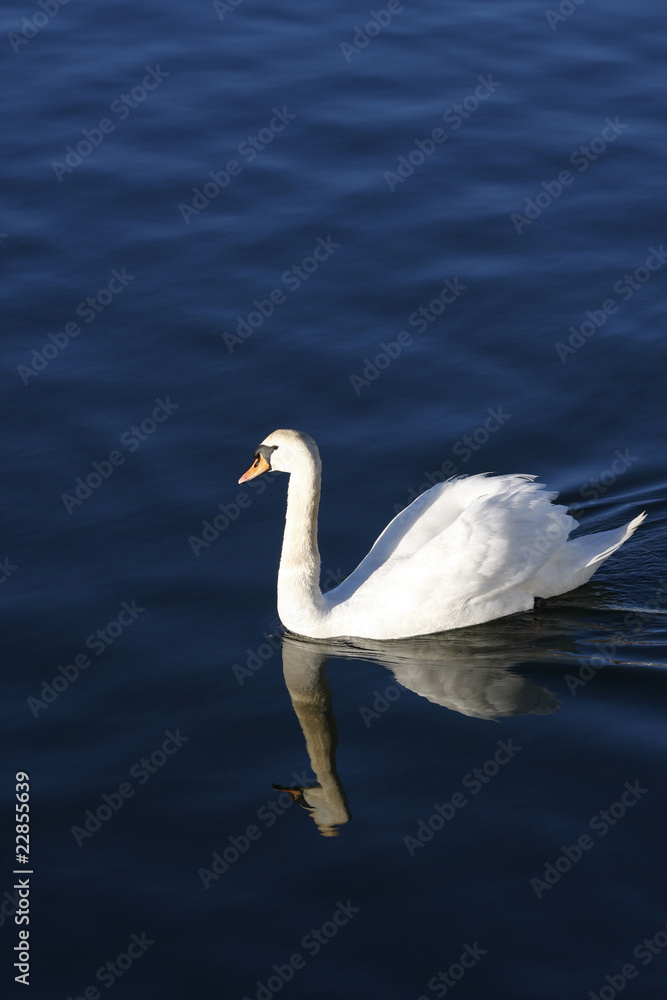 Fototapeta premium White swan